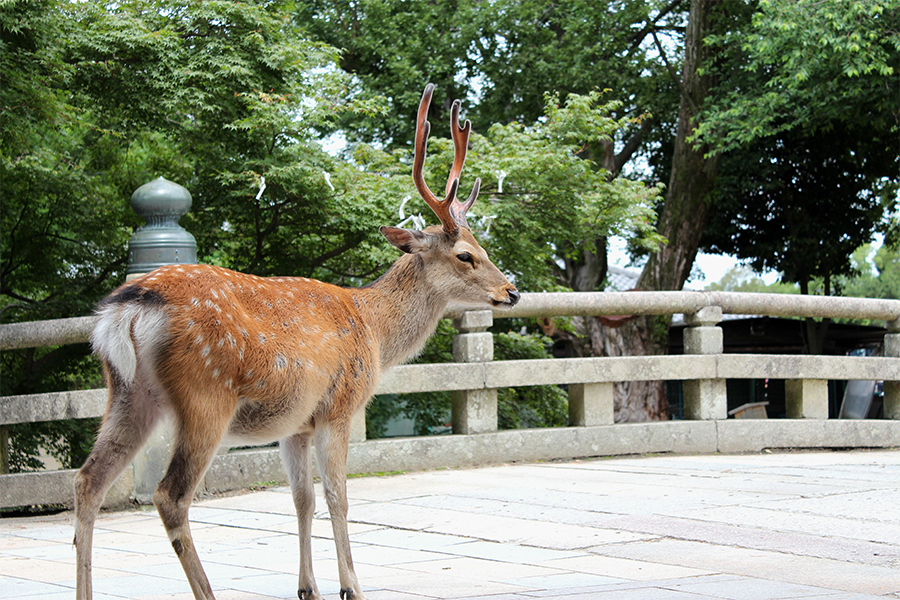 © cassis - stock.adobe.com　奈良公園の鹿（雄）の大きい個体でも、近付いてくると恐怖を感じる