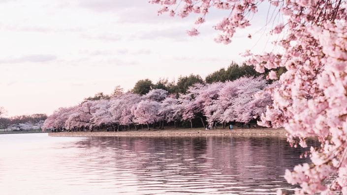 お花見スポット｜ワシントンD.C｜ポドマック湖畔の桜
